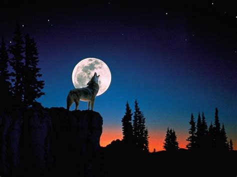 The Moon Goddess and her Wolf Companions: Legends of Lunar Magic